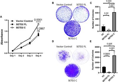 Elevated levels of the methyltransferase SETD2 causes transcription and alternative splicing changes resulting in oncogenic phenotypes